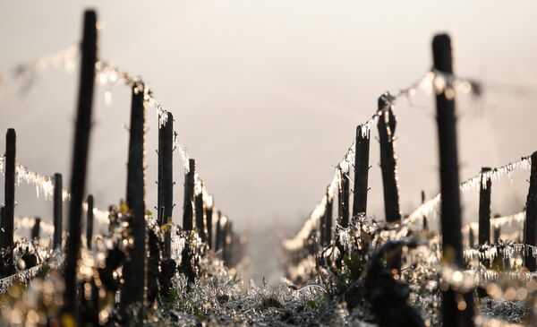 Льдинки на виноградниках, пострадавших от мороза в Шабли, Франция. Неожиданные заморозки, которые привели к катастрофическим последствиям, начались 20 апреля - той ночью температура опустилась ниже нуля - Sputnik Грузия