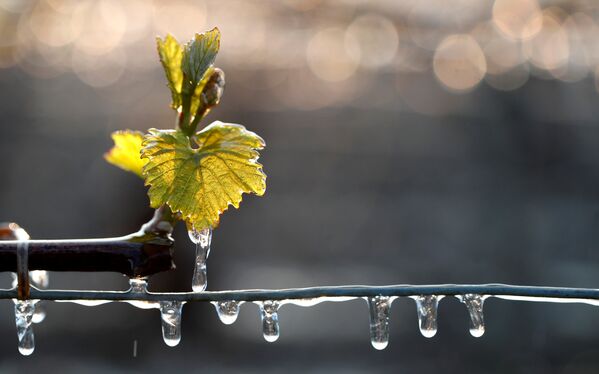 Несмотря на предпринятые в последние дни виноградарями меры, часть виноградников все равно замерзла. На фото - льдинки на виноградниках, пострадавших от мороза в Шабли, Франция - Sputnik Грузия