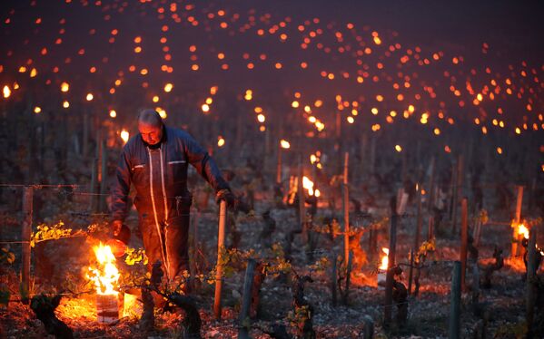 Так рабочие и виноделы на рассвете устанавливают нагреватели, чтобы защитить виноградники от мороза - Sputnik Грузия