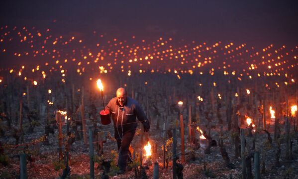 В ведущих винодельческих регионах Франции — Шампани, Шабли, Бордо и Бургундии — виноделы уже констатируют огромные убытки - Sputnik Грузия