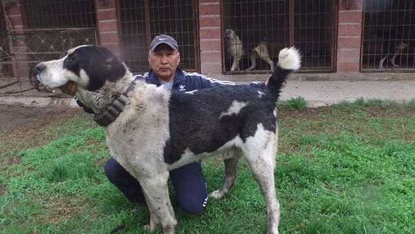 Самый большой волкодав в Кыргызстане — его щенков купил Миша Галустян - Sputnik Грузия