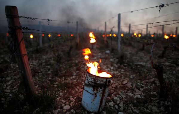 Погибающие от мороза виноградники пытаются спасти с помощью вот таких радиаторов. Фото сделано в Шабли, Франция - Sputnik Грузия
