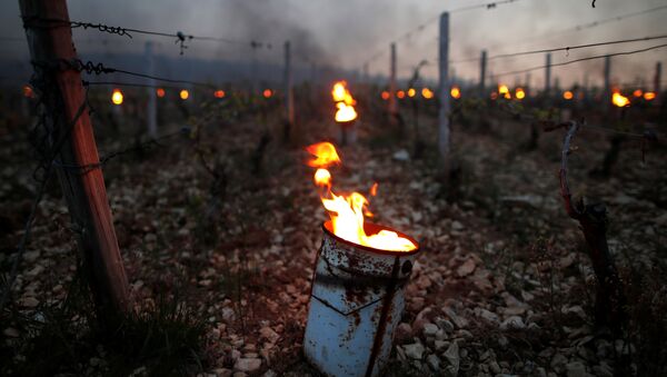 Радиаторы горят рано утром, чтобы защитить виноградники от мороза в Шабли, Франция - Sputnik Грузия