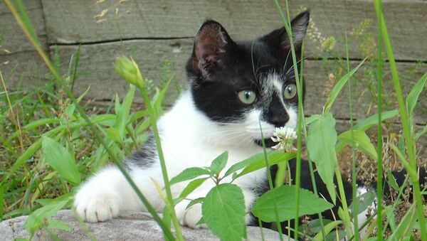 Кот сидит в траве - Sputnik Грузия