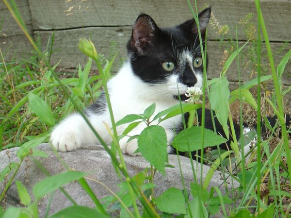 Кот сидит в траве - Sputnik Грузия