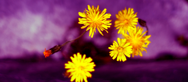 ბაბუაწვერა ბაბუაწვერა - Sputnik საქართველო