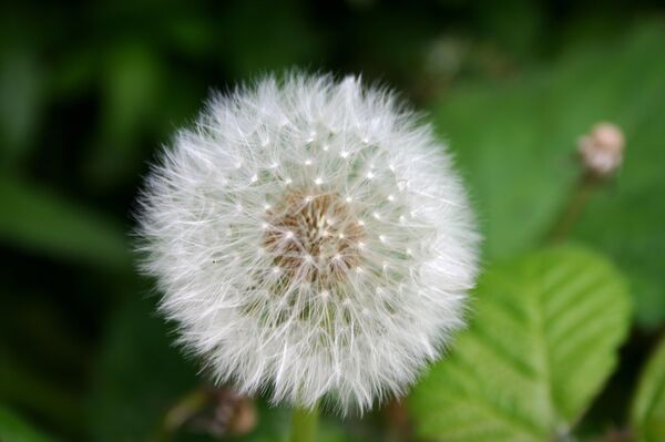 ბაბუაწვერა - Sputnik საქართველო