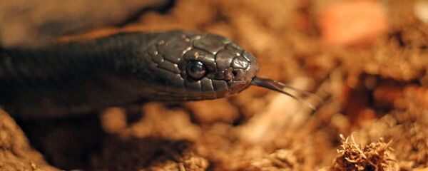 გველების გამოფენა კალინინგრადში გველების გამოფენა კალინინგრადში - Sputnik საქართველო