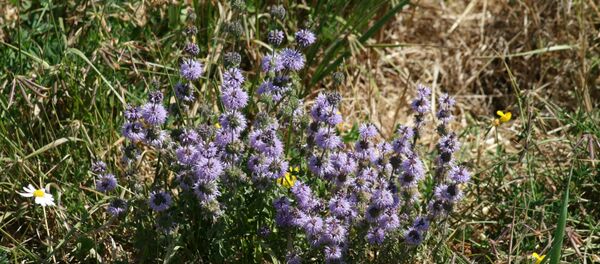 Мята болотная - Sputnik Грузия