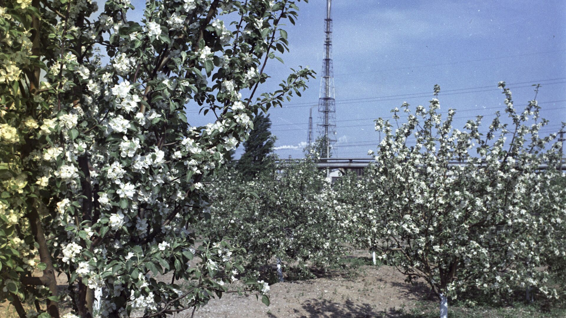 ხეხილის ყვავილობა - Sputnik საქართველო, 1920, 29.05.2022