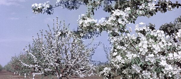 Яблони во время цветения - Sputnik Грузия