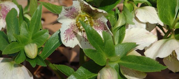 კავკასიური ხარისძირა - Sputnik საქართველო