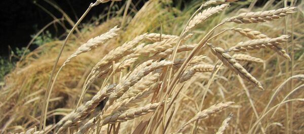 მახა მახა - Sputnik საქართველო