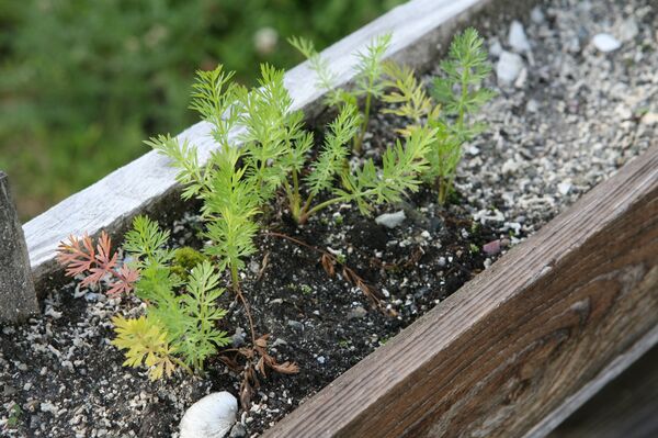 კვლიავი ქოთანში - Sputnik Грузия