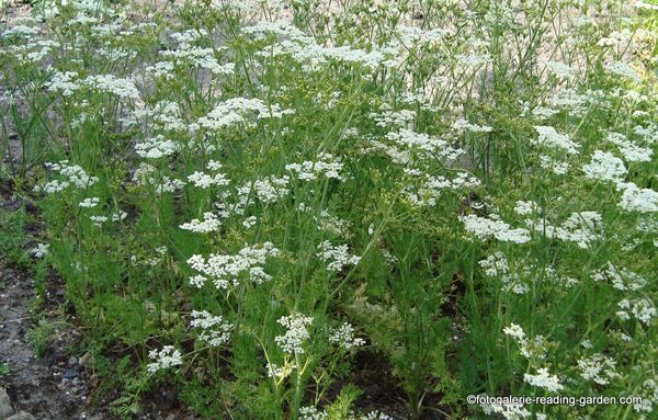არომატული ბოსტანი ჩვენს ბაღებსა და აივნებზე - Sputnik საქართველო