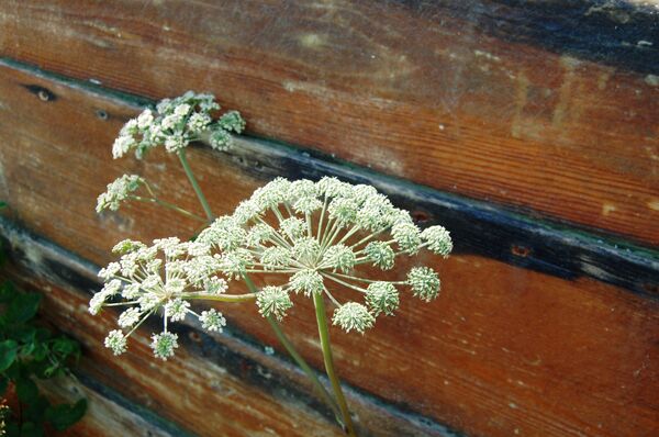 კვლიავი - Sputnik Грузия