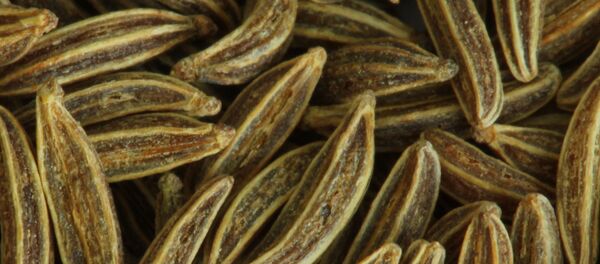 კვლიავის ნაყოფი კვლიავის ნაყოფი - Sputnik საქართველო