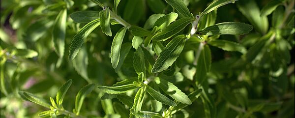 სტევია სტევია - Sputnik საქართველო