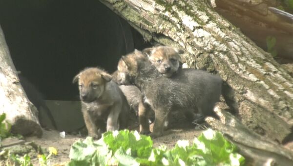Волчата исследовали территорию и дрались за внимание мамы в зоопарке США - Sputnik Грузия