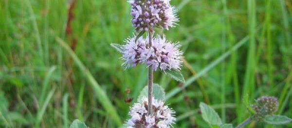 Mentha aquatica - Sputnik Грузия