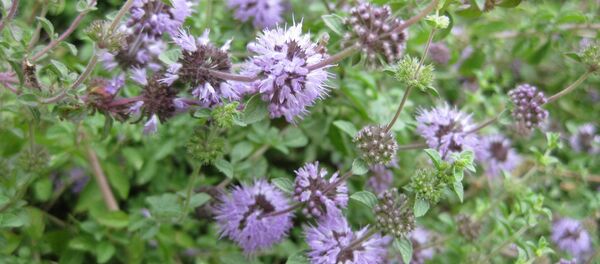 Mentha pulegium - Sputnik საქართველო