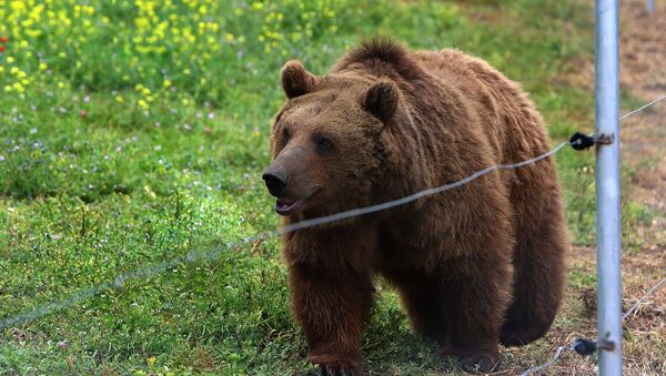 Медведь на новой территории Тбилисского зоопарка  - Sputnik Грузия
