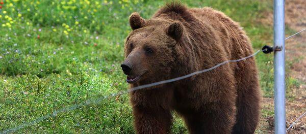 Медведь на новой территории Тбилисского зоопарка - Sputnik Грузия
