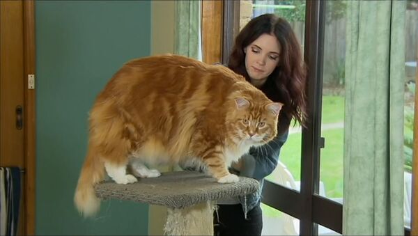 Самый длинный в мире кот: мейн-кун из Мельбурна весит 14 килограмм - Sputnik Грузия