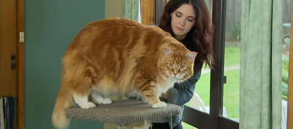 Самый длинный в мире кот: мейн-кун из Мельбурна весит 14 килограмм - Sputnik Грузия