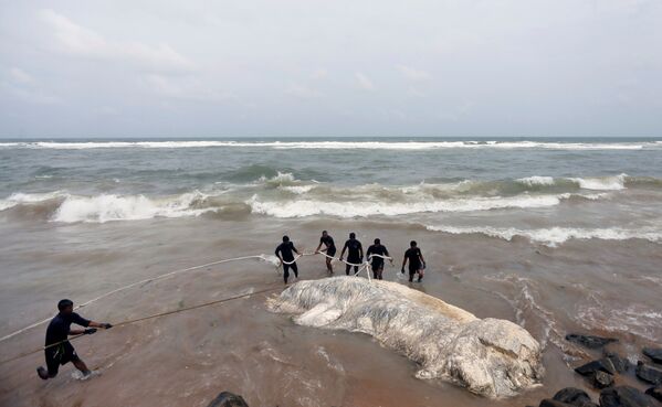Военные вытягивают мертвого кита из моря в Коломбо, Шри-Ланка - Sputnik Грузия