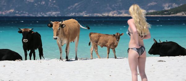 Живописные пляжи французского острова Корсика подверглись настоящему нашествию одичавших коров. Животные оккупировали один из самых популярных у местных жителей и туристов береговой район в заливе Аяччо - Sputnik Грузия