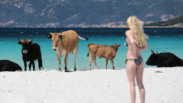 Живописные пляжи французского острова Корсика подверглись настоящему нашествию одичавших коров. Животные оккупировали один из самых популярных у местных жителей и туристов береговой район в заливе Аяччо - Sputnik Грузия
