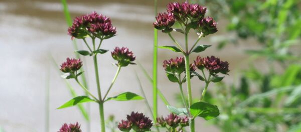 Origanum vulgare Origanum vulgare - Sputnik საქართველო