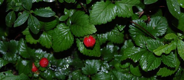 მარწყვი ფოთლებში - Sputnik საქართველო