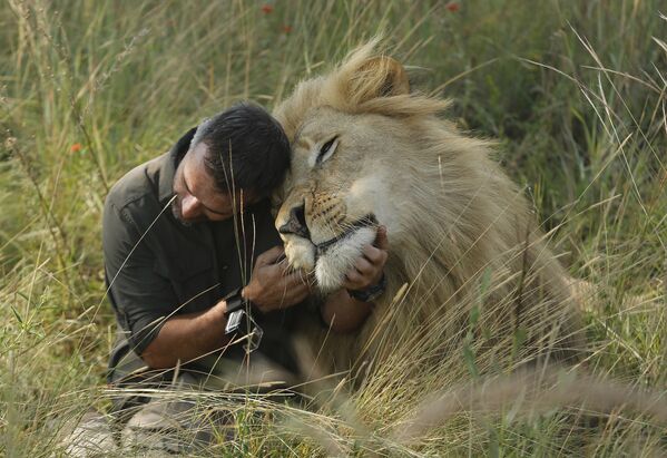 Заклинатель львов Кевин Ричардсон обнимается и целуется со львом недалеко от Претории, ЮАР - Sputnik Грузия