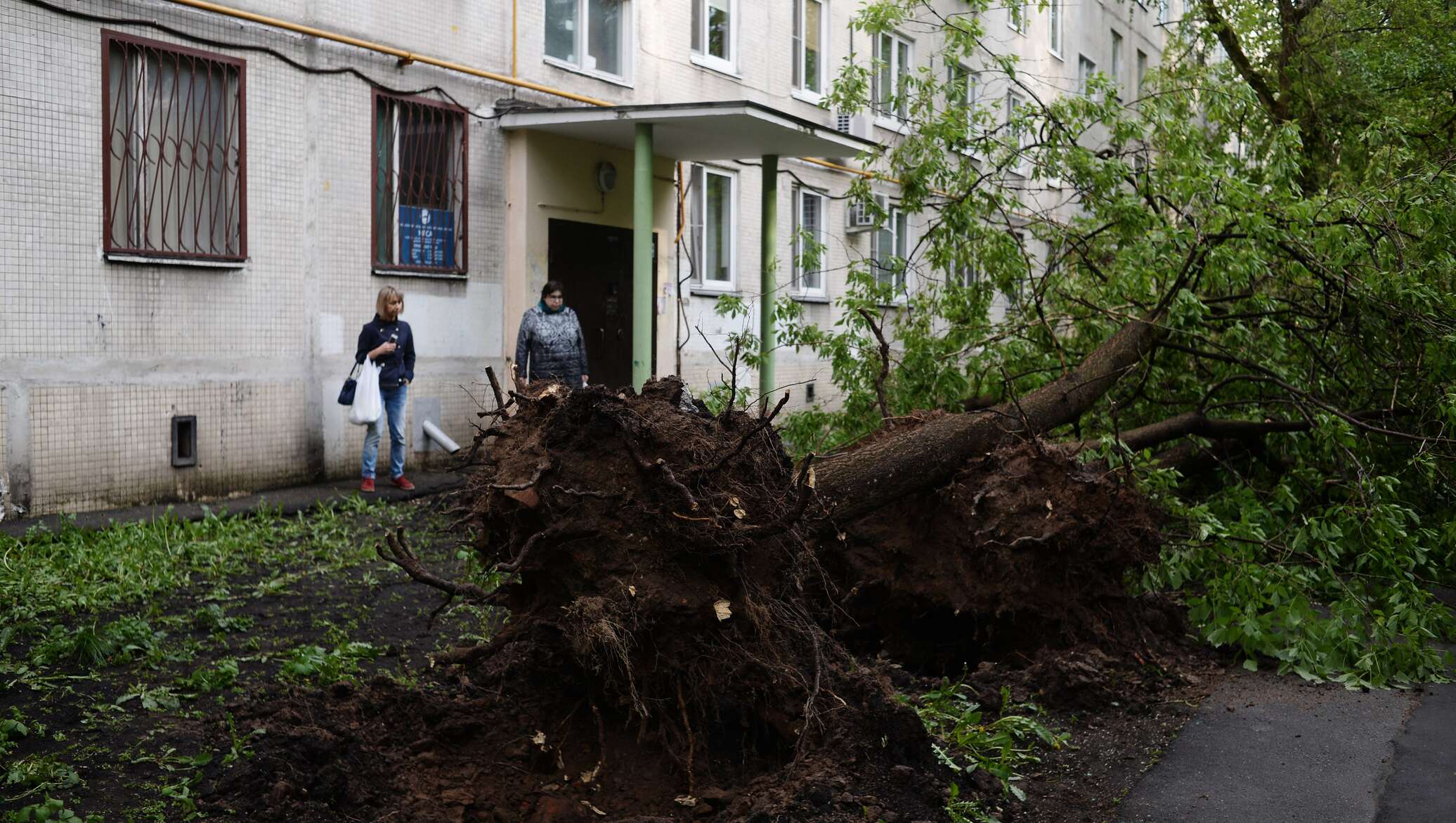 Последствия урагана в подмосковье. Ураган в Москве. Дерево упало на частный дом. Ураган в Москве 2017 последствия.