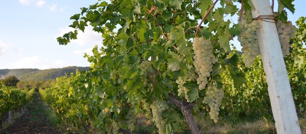 სოსო ყარაულაშვილის ვენახი სოსო ყარაულაშვილის ვენახი - Sputnik საქართველო