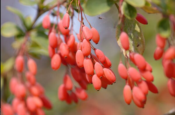 Berberis vulgaris - Sputnik Грузия