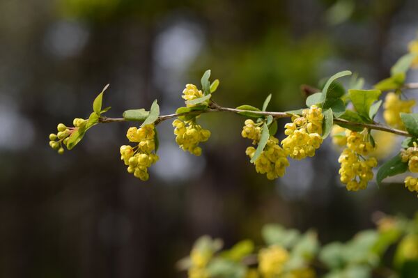 Berberis vulgaris - Sputnik Грузия