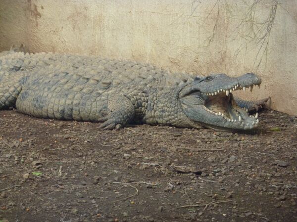 ნიანგი ნიანგი - Sputnik საქართველო