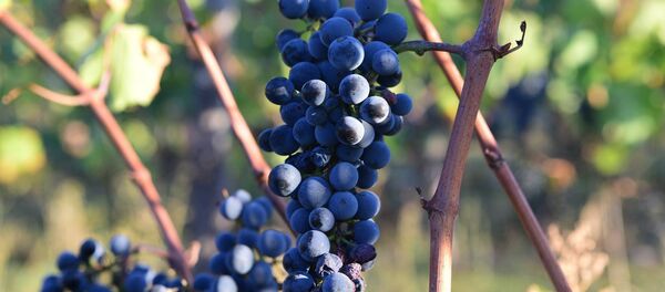 ყურძენი ალავერდის ეპარქიაში ყურძენი ალავერდის ეპარქიაში - Sputnik საქართველო