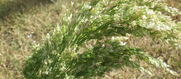 Panicum miliaceum Panicum miliaceum - Sputnik საქართველო