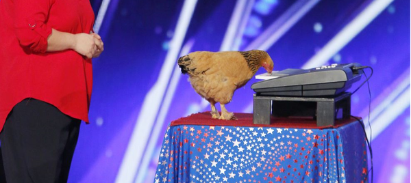 ქათამი ჯოკჰუ - Sputnik საქართველო