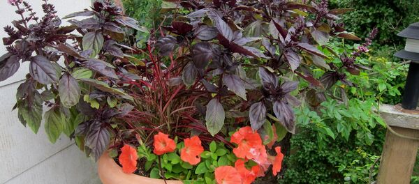 რეჰანი - Ocimum basilicum რეჰანი - Ocimum basilicum - Sputnik საქართველო