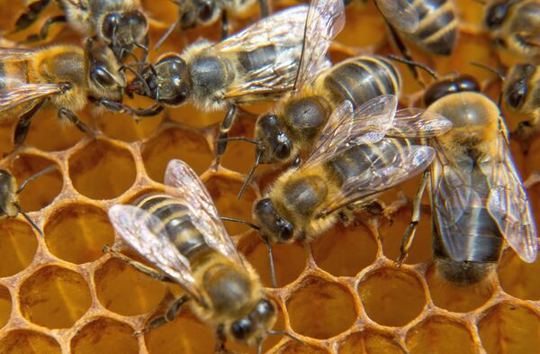 Пчелы на сотах Пчелы на сотах - Sputnik Грузия