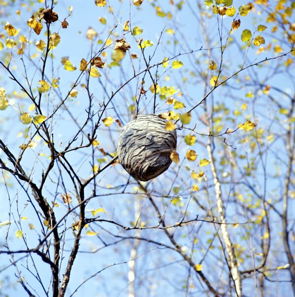 Осиное гнездо Осиное гнездо - Sputnik Грузия