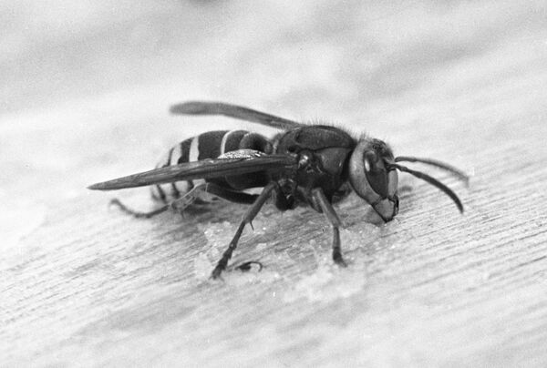 Шершень Шершень - Sputnik Грузия