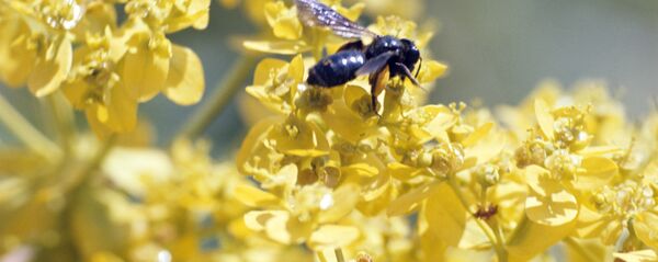 ფუტკარი - Sputnik საქართველო