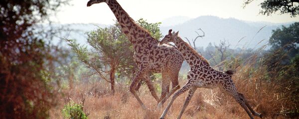 Жирафы - Sputnik Грузия