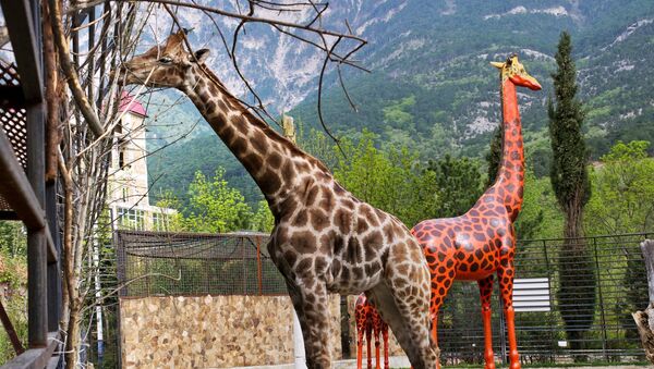 Жираф в зоопарке - Sputnik Грузия